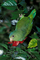 : Pionus menstruus; Blue-headed Parrot