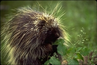 : Erethizon dorsatum; North American Porcupine