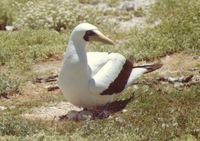 : Sula dactylatra; Masked Booby And Eggs