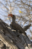 : Tockus bradfieldi; Bradfield's Hornbill