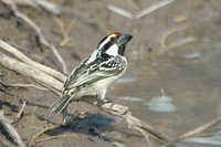 : Tricholaema leomelas; Acacia Pied Barbet