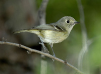 : Vireo huttoni; Hutton's Vireo