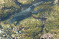 : Amblyrhynchus cristatus nanus; Marine iguana