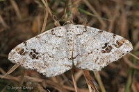 : Macaria unipunctaria