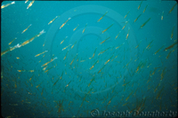 : Euphausia pacifica; Pacific Krill;