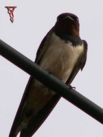 Barn Swallow(Hirundo rustica)