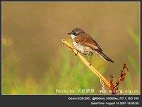 Sylvia curruca Lesser Whitethroat 白喉林鶯 100-058