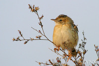 Fantail Warbler 棕扇尾鶯