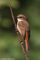 Grey Bushchat (Saxicola ferreus)