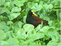 Northern Jacana