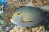 Øjestribet kirurgfisk (Acanthurus dussumieri) Foto/billede af