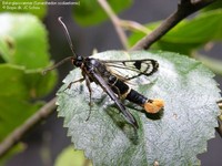 Birke-glassværmer (Synanthedon scoliaeformis)