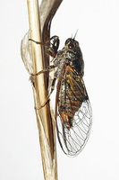 Cicadetta montana