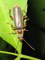 Cantharis nigricans