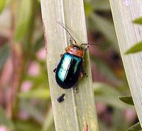 Sermylassa halensis