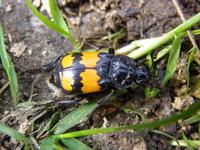 Nicrophorus investigator