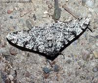 Biston betularia - Peppered Moth