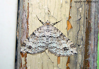 Perizoma didymata - Twin-spot Carpet