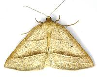 Petrophora chlorosata - Brown Silver-line