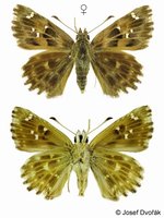 Carcharodus alceae - Mallow Skipper