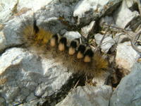 Calliteara fascelina - Dark Tussock