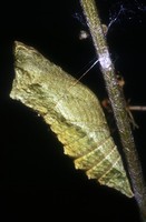 Papilio machaon - Old World Swallowtail