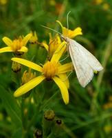 Udea lutealis