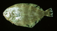 Cyclopsetta chittendeni, Mexican flounder: fisheries