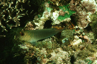 Cirripectes castaneus, Chestnut eyelash-blenny: aquarium