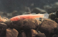 Oreonectes anophthalmus, :