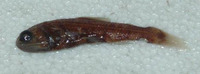 Lampadena urophaos urophaos, Sunbeam lampfish: