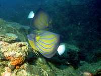 Pomacanthus annularis, Bluering angelfish: aquarium