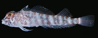 Helcogramma springeri, Springer's triplefin: