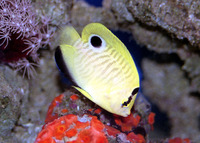 Apolemichthys xanthopunctatus, Goldspotted angelfish: aquarium