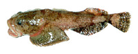 Eurymen gyrinus, Smooth-cheek sculpin: fisheries