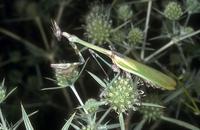 Empusa fasciata