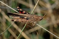 Aiolopus strepens