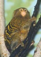 Image of: Callithrix pygmaea (pygmy marmoset)