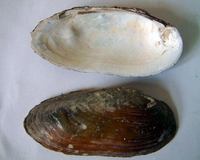 Unio pictorum