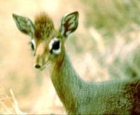 Image of: Madoqua kirkii (Kirk's dik-dik)