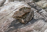 Rana macrocnemis