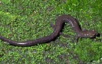 Image of: Plethodon richmondi (ravine salamander)