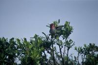 Calypte anna - Anna's Hummingbird