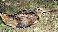 Scolopax rusticola - Woodcock