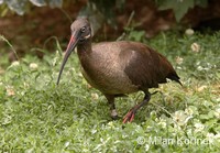 Bostrychia hagedash - Hadada Ibis