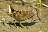 Porzana porzana - Spotted Crake