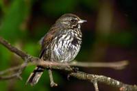 Passerella iliaca - Fox Sparrow