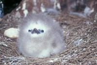 Phaethon rubricauda - Red-tailed Tropicbird