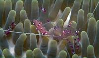 Image of: Periclimenes
