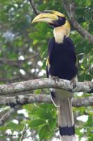 Image of: Buceros bicornis (great hornbill)